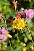 AQUILEGIA CAERULEA MCKANA