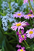 TANACETUM COCCINEUM ROBINSONS ROSA