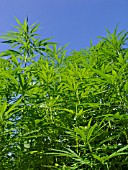 CANNABIS SATIVA VAR. SATIVA, HEMP