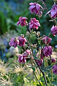 AQUILEGIA