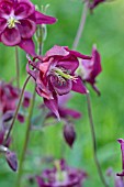 AQUILEGIA