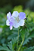 GERANIUM PRATENSE SPLISH SPLASH