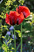 PAPAVER BRACTEATUM