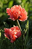 PAPAVER ORIENTALE PINK RUFFLES