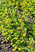 CHENOPODIUM GIGANTEUM MAGENTASPREEN