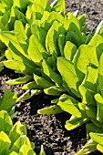 LACTUCA SATIVA VAR. ANGUSTANA