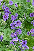 GERANIUM X MAGNIFICUM