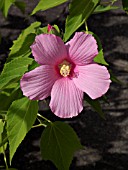 HIBISCUS MOSCHEUTOS, SWAMP ROSE MALLOW