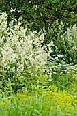 ACONOGONON ALPINUM SYN. POLYGONUM ALPINUM