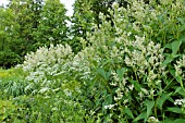 ACONOGONON ALPINUM SYN. POLYGONUM ALPINUM AND PEUCEDANUM