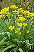 ALLIUM MOLY