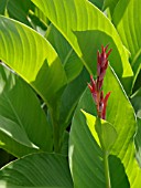 CANNA INDICA, INDIAN SHOT