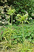 FRITILLARIA IMPERIALIS