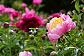 PAEONIA LACTIFLORA ALSTEAD