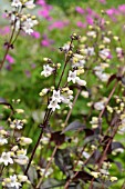 PENSTEMON DIGITALIS HUSKERS RED