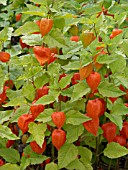 PHYSALIS ALKEKENGI, CHINESE LANTERN