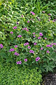 GERANIUM PSILOSTEMON