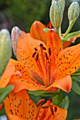 LILIUM BULBIFERUM