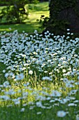 LEUCANTHEMUM VULGARE