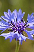 CENTAUREA CYANUS