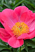 PAEONIA LACTIFLORA FLAME