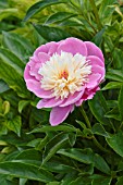 PAEONIA LACTIFLORA BOWL OF BEAUTY