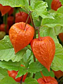 PHYSALIS ALKEKENGI, CHINESE LANTERN