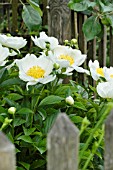 PAEONIA LACTIFLORA KRINKLED WHITE