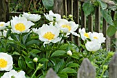 PAEONIA LACTIFLORA KRINKLED WHITE