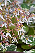 SAXIFRAGA STOLONIFERA HARVEST MOON