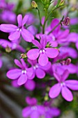 LOBELIA ERINUS PURPLE STAR