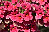 NEMESIA ANGELART FRUIT PUNCH