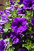 PETUNIA SURFINIA VIOLET