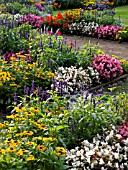 RUDBECKIA, SALVIA, SAGE, AND BEGONIA