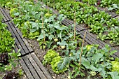 LACTUCA SATIVA VAR. CAPITATA AND BRASSICA OLERACEA VAR. GONGYLOIDES