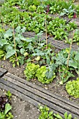 LACTUCA SATIVA VAR. CAPITATA AND BRASSICA OLERACEA VAR. GONGYLOIDES