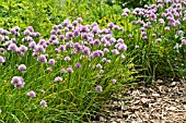 ALLIUM SCHOENOPRASUM