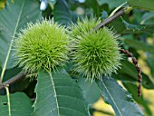 CASTANEA SATIVA, SWEET CHESTNUT