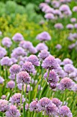 ALLIUM SCHOENOPRASUM