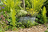 EUPHORBIA HYPERICIFOLIA DIAMOND FROST AND BIDENS