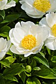 PAEONIA LACTIFLORA KRINKLED WHITE