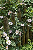 ROSA AT A WOODEN FENCE