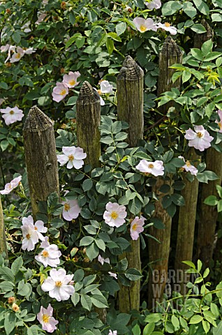 ROSA_AT_A_WOODEN_FENCE