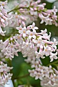 SYRINGA JOSIKAEA