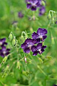 GERANIUM PHAEUM LILY LOVELL