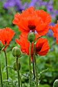 PAPAVER ORIENTALE STURMFACKEL