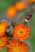 HIERACIUM AURANTIACUM