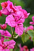 BOUGAINVILLEA X BUTTIANA