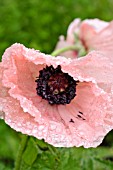 PAPAVER ORIENTALE JULIANE