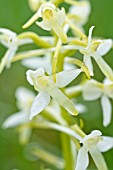 PLATANTHERA BIFOLIA